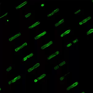 Patterned single ESC-CM (embryonic stem cell derived cardiomyocyte) stained with troponin-T in green